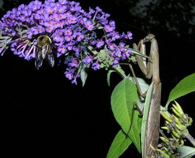 Chinese Mantid