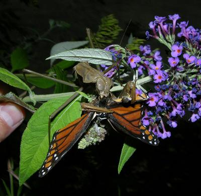 Chinese Mantid