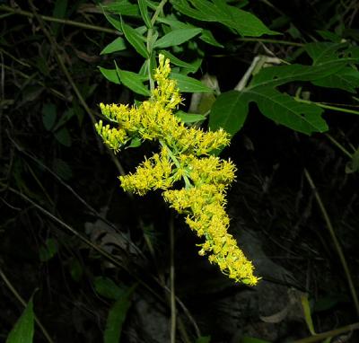 Goldenrod, Common