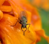 Dung Fly