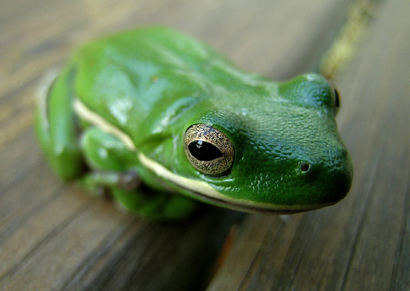 Green Tree Frog