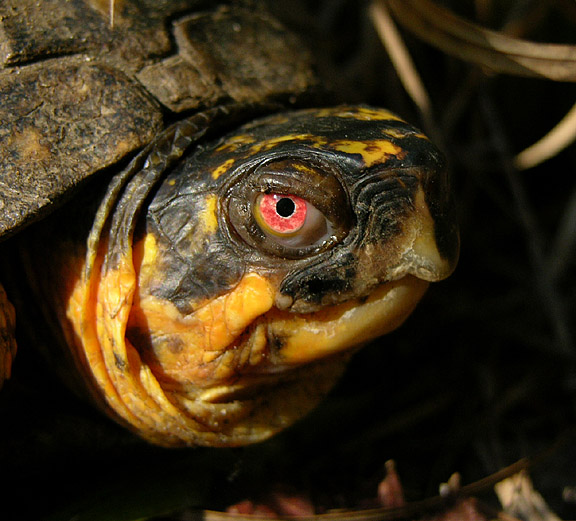 Eastern Box Turtle