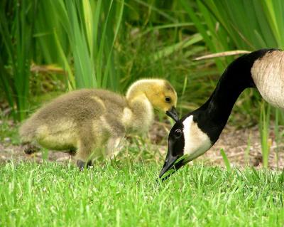 canada geese mom and baby.jpg