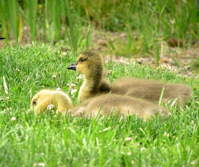 canada_goslings