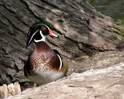 wood duck.jpg