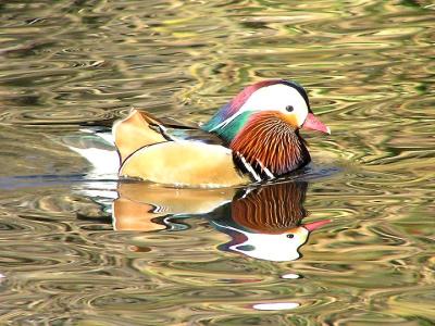 mandarin duck.jpg