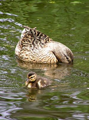 mallard duckling and mom.jpg