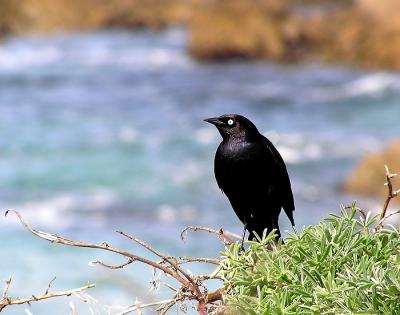 beachy blackbird.jpg