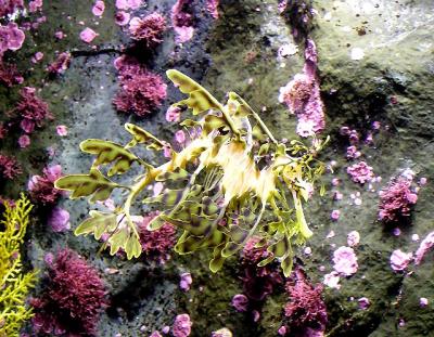 monterey aquarium leafy sea dragon.jpg