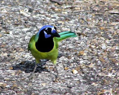 green jay.jpg