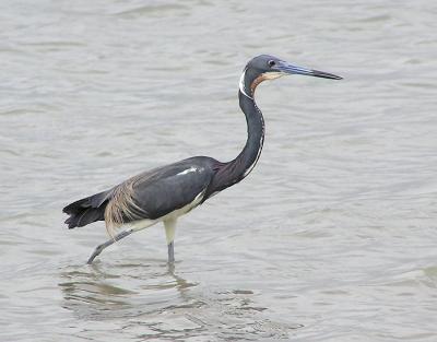 tri colored heron.jpg