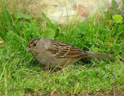 gc sparrow 2.jpg