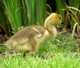 canada gosling.jpg