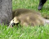 canada gosling going for it.jpg