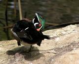 wood duck preening.jpg