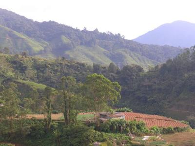 Cameron Highlands, Malaysia