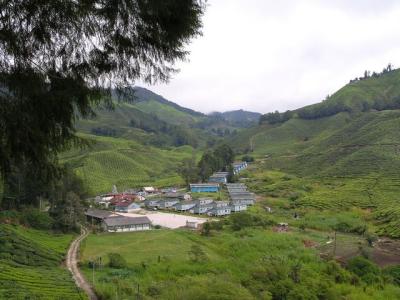 Tea farmer village