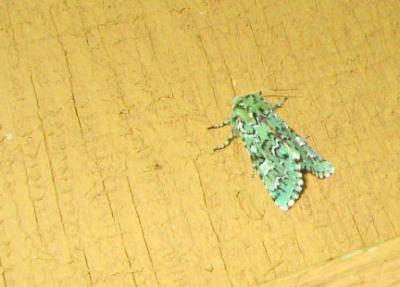 Major Sallow Moth (Feralia major)