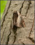 ultronia underwing