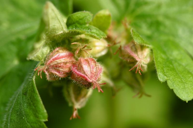 geranium buds