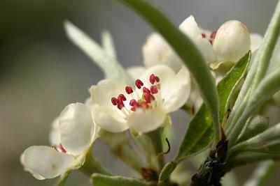 another weeping pear blossom shot