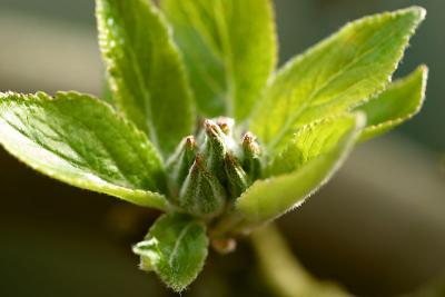 apple buds