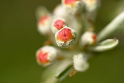 buds on weeping pear