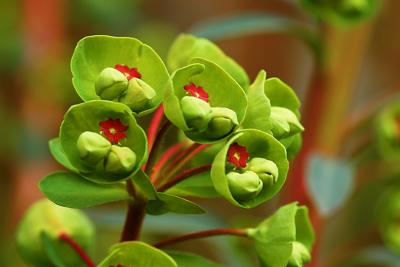 euphorbia