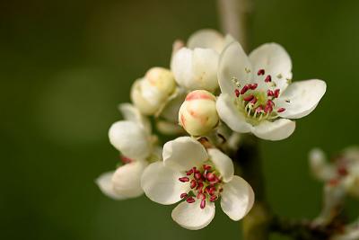 weeping pear