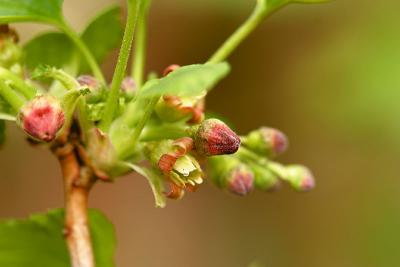 blackcurrant flowers