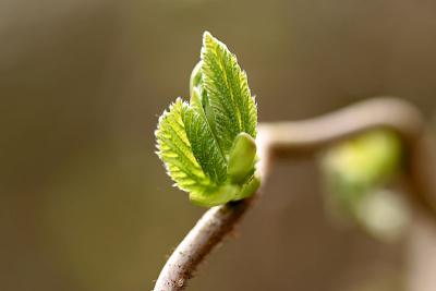 twisted hazel