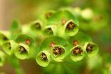 that euphorbia again