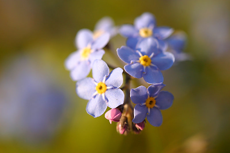 14th April 2004 - Forget-Me-Nots for Caron Keating