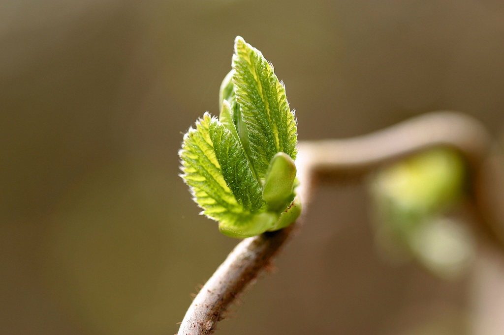 twisted hazel