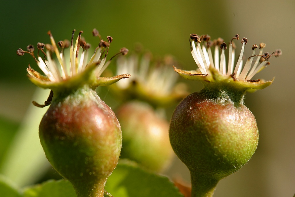 williams pear