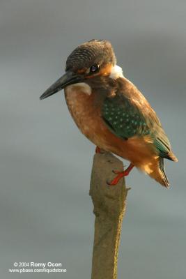 Common Kingfisher

Scientific Name - Alcedo atthis

Habitat - Along coasts, fish ponds and open rivers.