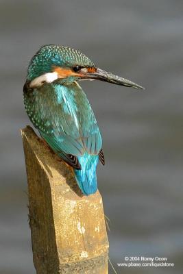 Common Kingfisher
Scientific Name - Alcedo atthis
Habitat - Along coasts, fish ponds and open rivers.