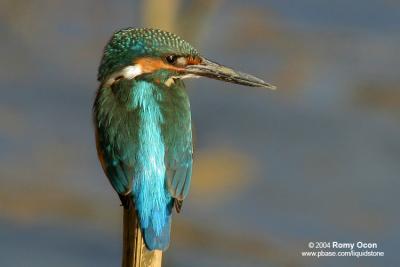 Common Kingfisher 

Scientific Name - Alcedo atthis 

Habitat - Along coasts, fish ponds and open rivers. 
