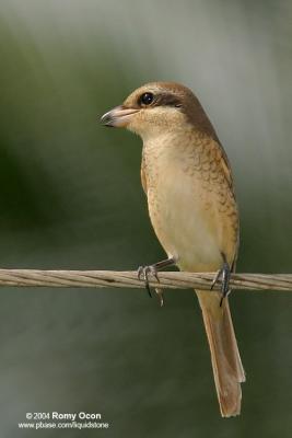 Brown Shrike 

Scientific name - Lanius cristatus 

Habitat - Common in all habitats at all elevations.
