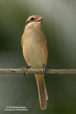 Brown Shrike 

Scientific name - Lanius cristatus 

Habitat - Common in all habitats at all elevations.
