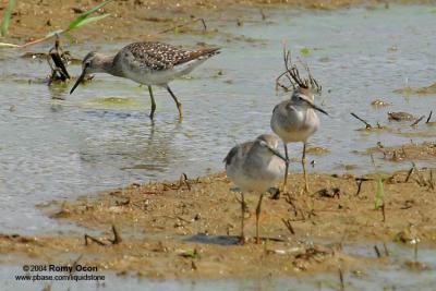 Wood Sandpiper

Scientific Name - Tringa glareola

Habitat - Exposed shores of marshes, ponds and in ricefields.