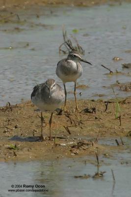 Wood Sandpiper

Scientific Name - Tringa glareola

Habitat - Exposed shores of marshes, ponds and in ricefields.