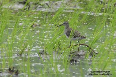 Wood Sandpiper
Scientific Name - Tringa glareola
Habitat - Exposed shores of marshes, ponds and in ricefields.