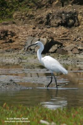 Little Egret 

Scientific name: Egretta Garzetta 

Habitat: Common in coastal marsh and tidal flats to ricefields. 

