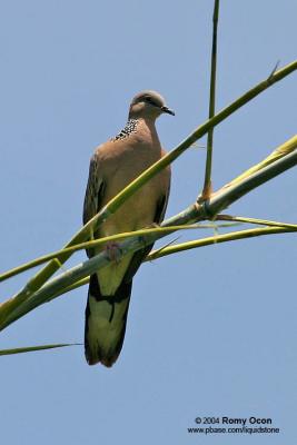 Spotted Dove 

Scientific name - Streptopelia chinensis 

Habitat - Common in open country and agricultural areas. 
