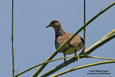 Spotted Dove 

Scientific name - Streptopelia chinensis 

Habitat - Common in open country and agricultural areas. 
