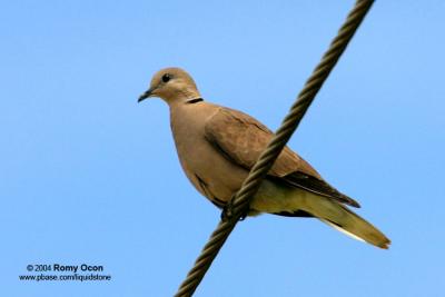 Red Turtle-Dove 

Scientific name - Streptopelia tranquebarica humilis 

Habitat - Fairly common in open country or lawns. 
