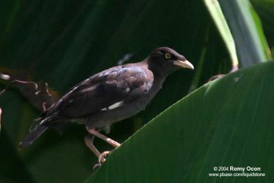 Crested Mynah 

Scientific name: Acridotheres cristatellus 

Habitat: Open country and agricultural land.