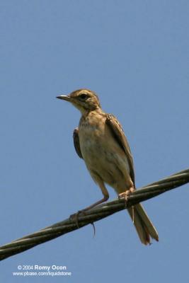 Richard's Pipit 

Scientific name - Anthus novaeseelandiae 

Habitat - Stays on the ground in open country, grasslands, ricefields and parks. 

