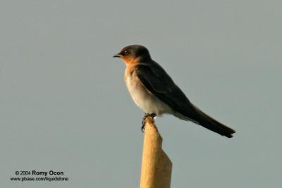 Pacific Swallow 

Scientific name - Hirundo tahitica 

Habitat - Common along coasts, in towns and open country, rarely over forest.
